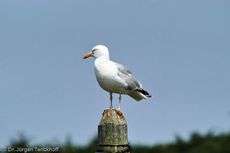 Silbermöve (1 von 5).jpg